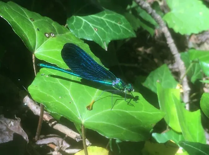 Les Arches Du Cloitre * Corneilla-de-Conflent